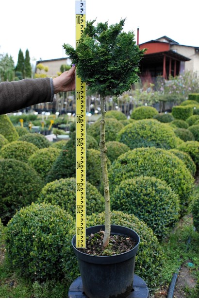 Кипарисовик Нана Грацилис на штамбе 70 см